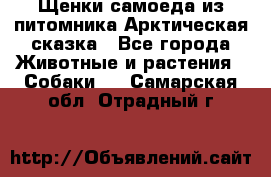 Щенки самоеда из питомника Арктическая сказка - Все города Животные и растения » Собаки   . Самарская обл.,Отрадный г.